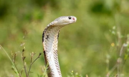 蛇视频,蛇视频深度解析