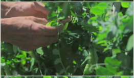 豌豆视频,短视频时代的潮流风向标